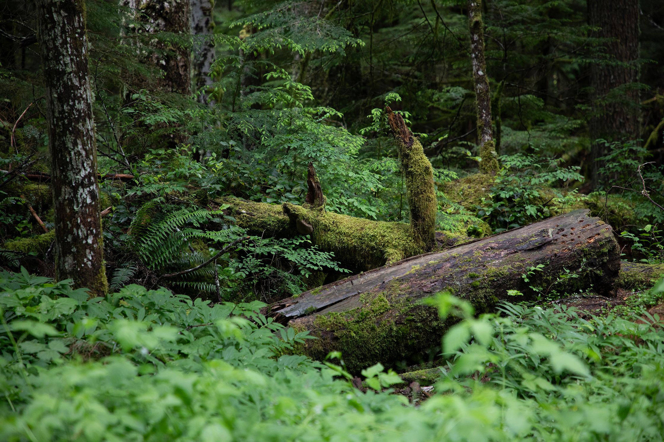 Fallen Giant