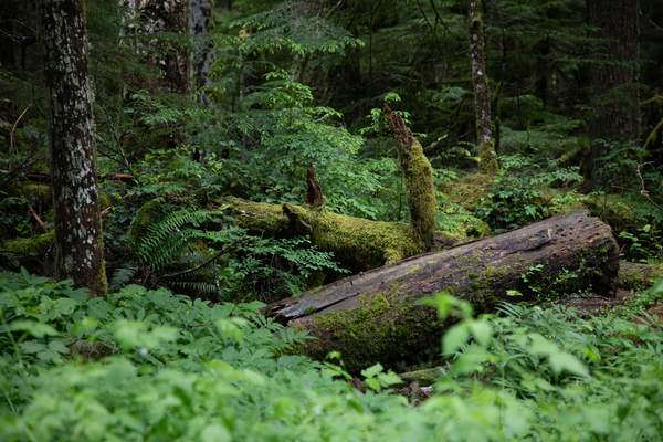 Fallen Giant