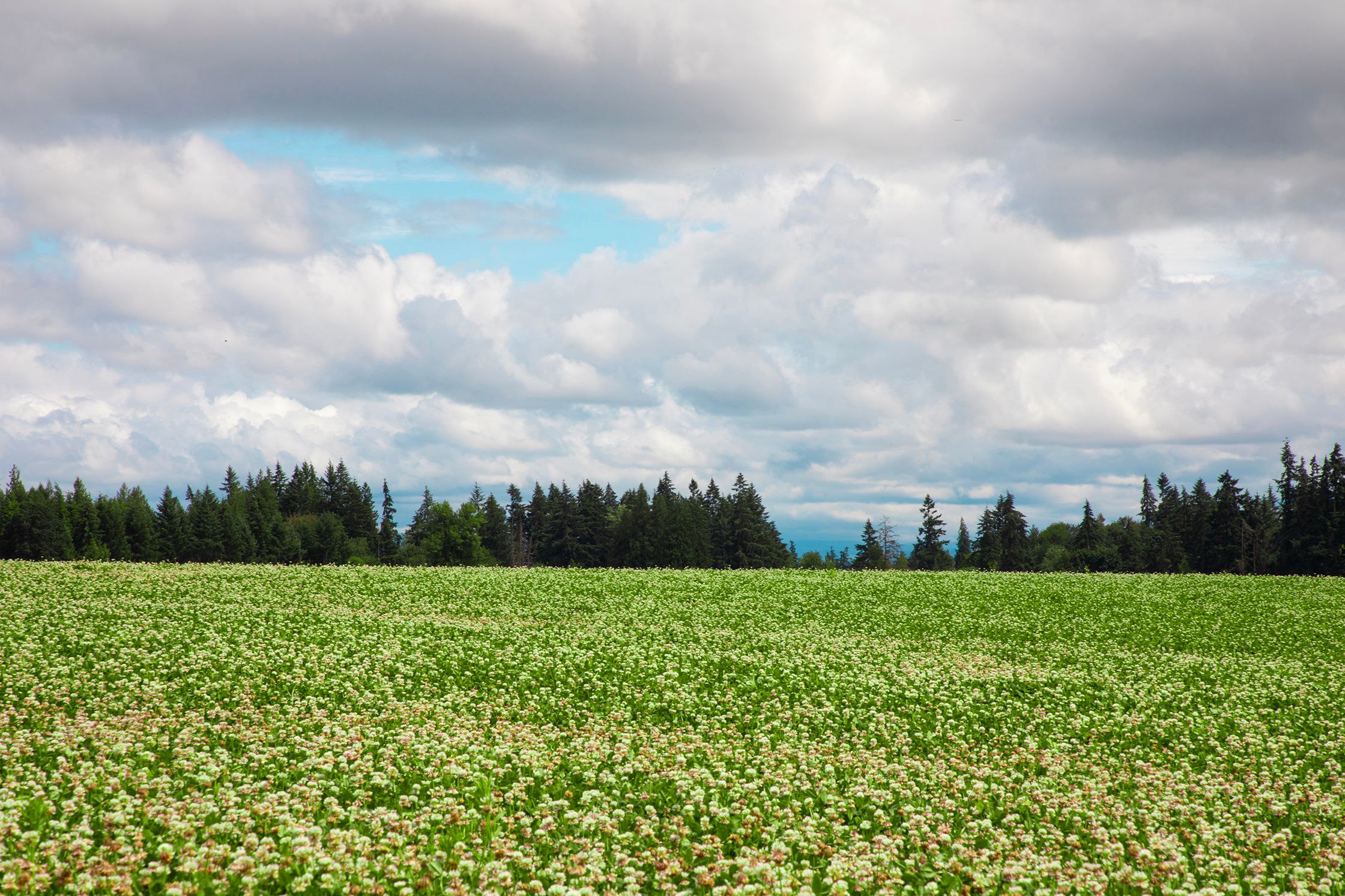 Fields in Bloom