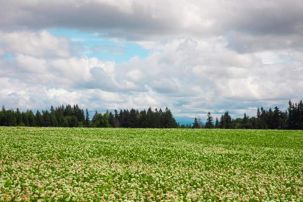 Fields in Bloom