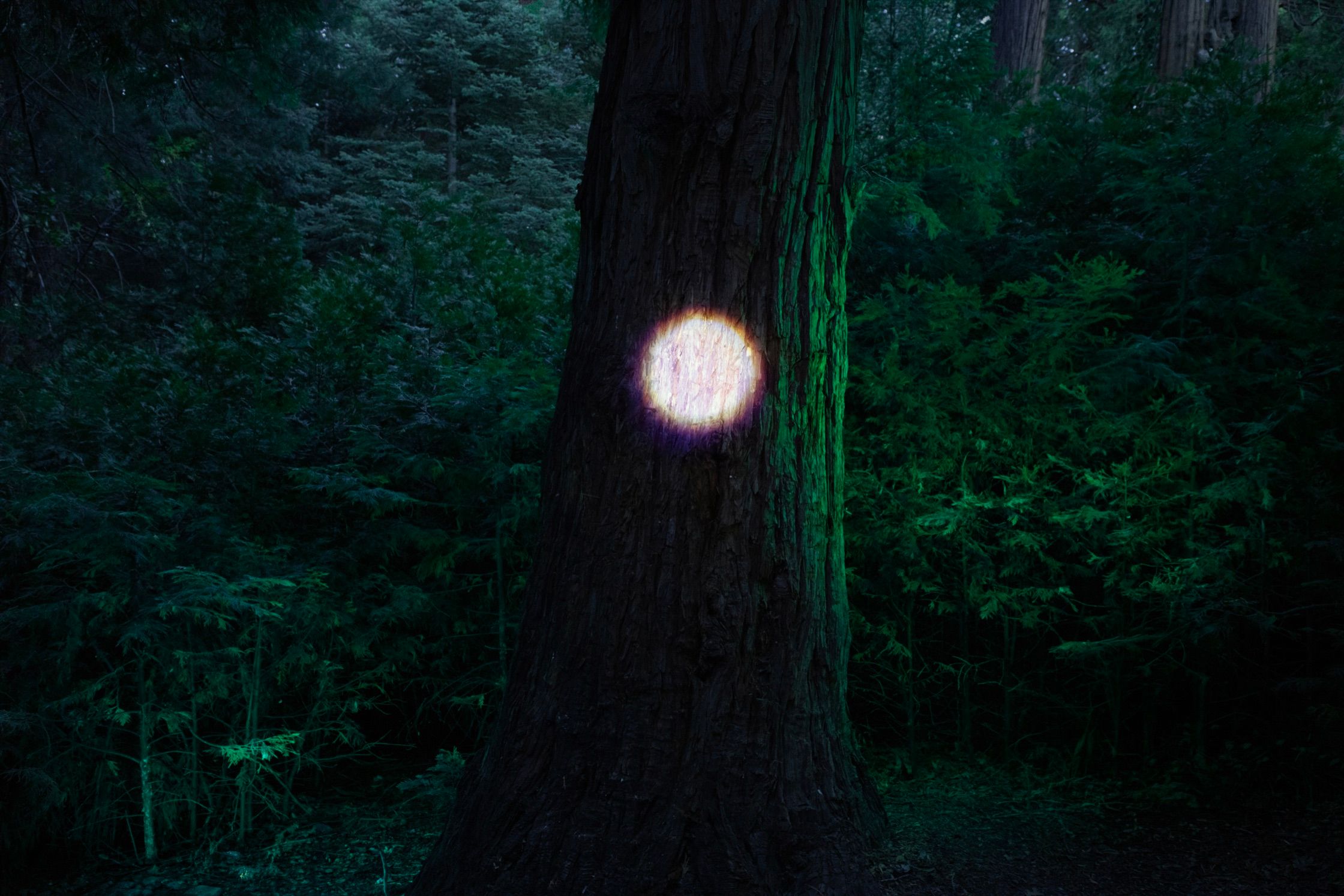 Spotlight