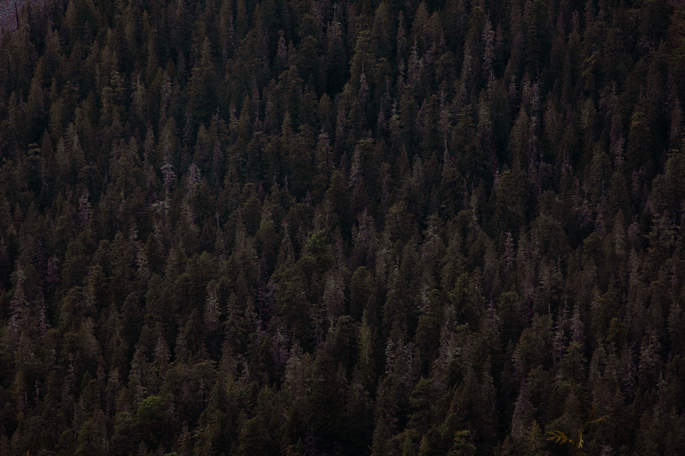 A Thousand Evergreens