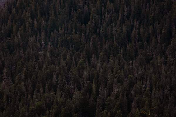 A Thousand Evergreens